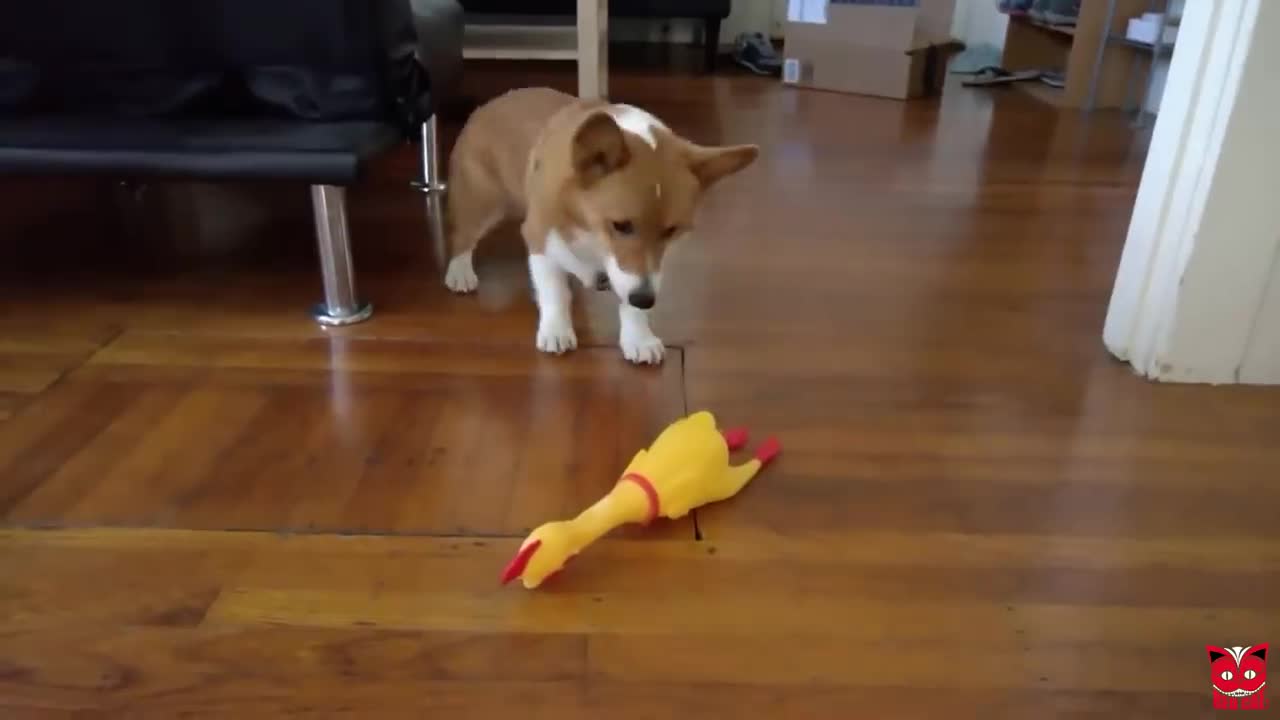 Adorable_Puppy_Playing_with_Baby_Chicks_Will_Make_You_Feel_Better