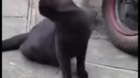 funny animal