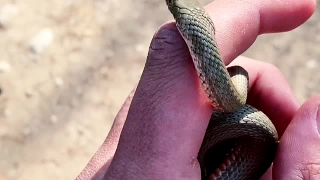 Man Caught smallest cobra Snake in the world | Small Snake | Cobra.