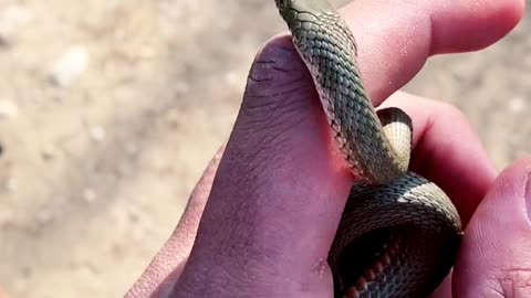 Man Caught smallest cobra Snake in the world | Small Snake | Cobra.