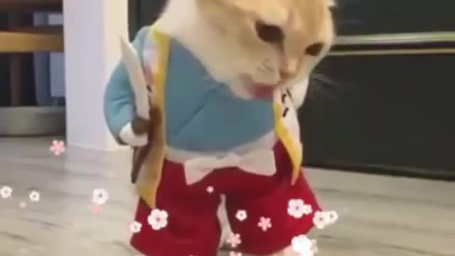 Cat reacts to funny WhatsApp status notification