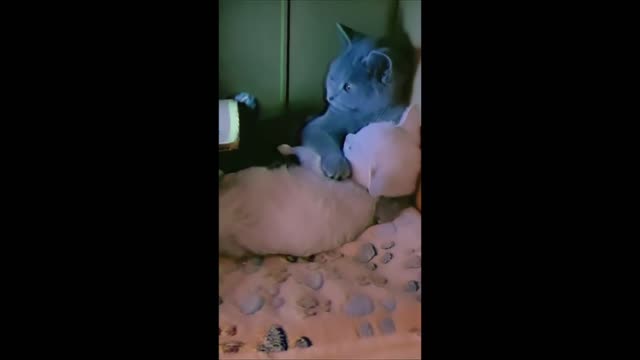 Funny Cats #1