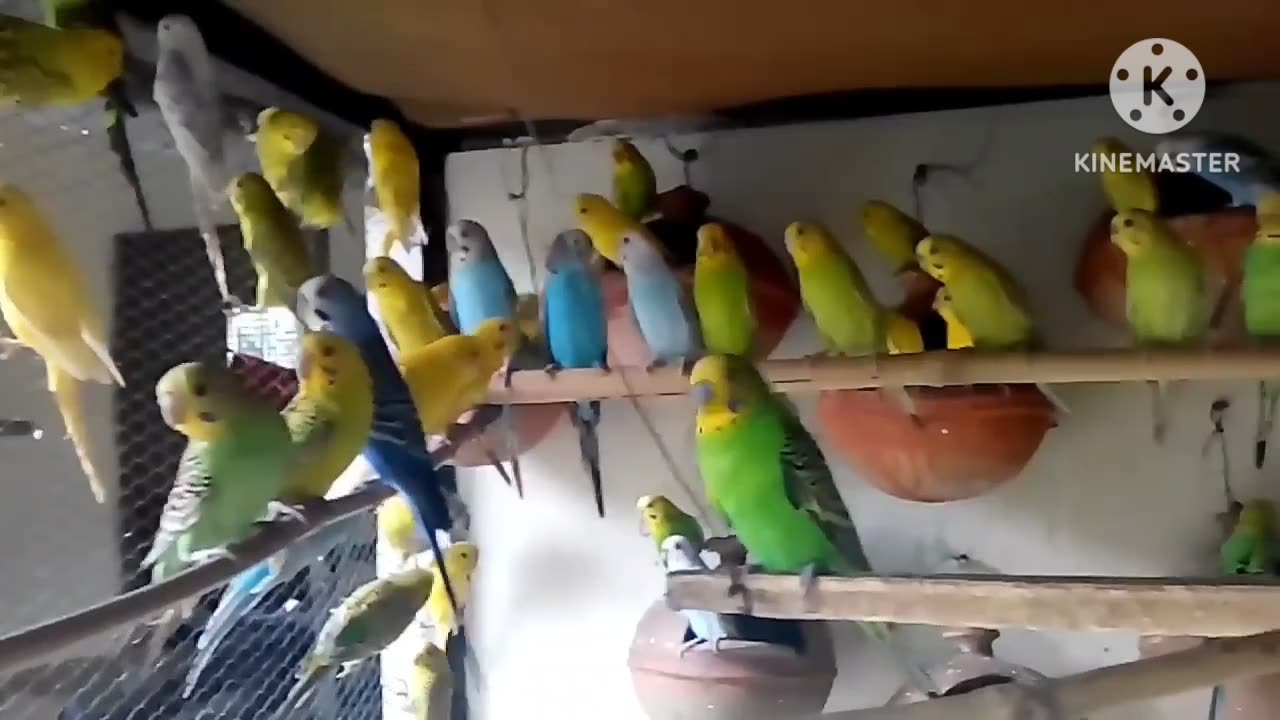 Beautiful Clourfull Birds Colony 😍🦜🦜