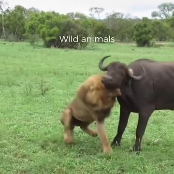 Let the games begin|true fight club