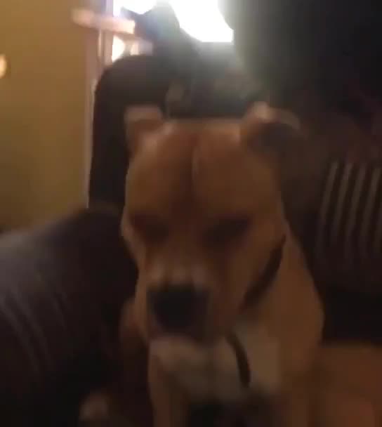 cat hangs out with dogs