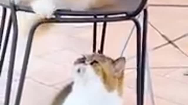 Funny dogs and cats🐱so so funny🤣