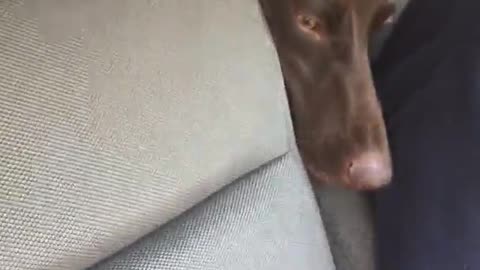 Brown dog head stuck between two seats in car