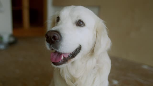 Selfie of a white dog,