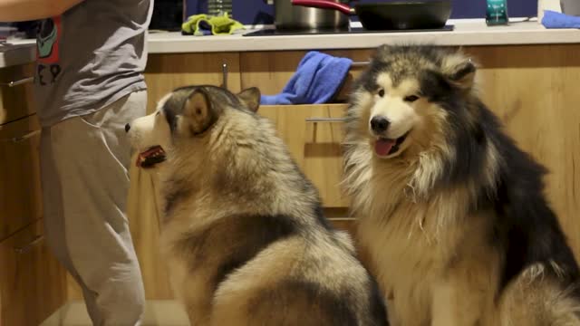 Two sturdy Alaskan dogs, they are very healthy