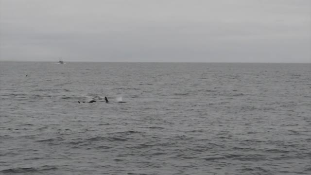 Orca of Waddah Island, WA