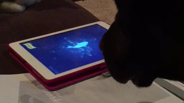 Black dog moving ipad and grey cat looking at ipad