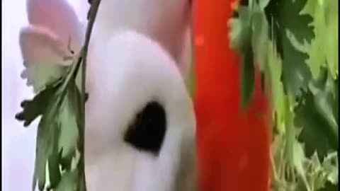 cute cat and rabbit are eating