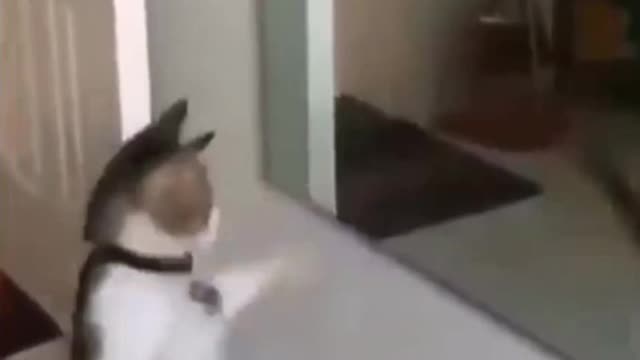 Funniest Cats 😹- Best Of The 2022 Funny Cat Videos 😂- Funny Cats HD