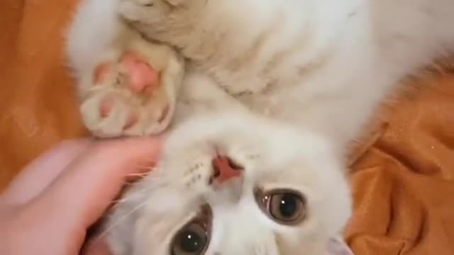 A Cute Cat Being Scratched!