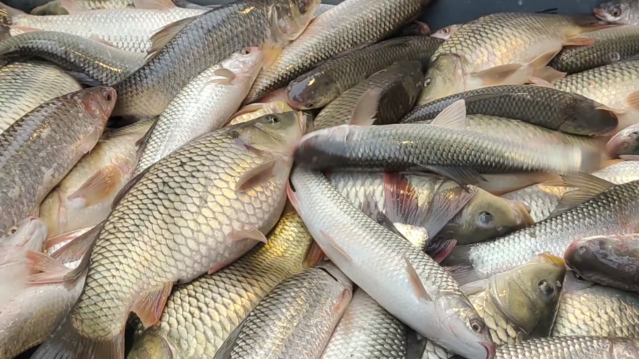 Big Katla Carp Fish Video In Fish Market Dhaka Bd