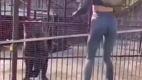 #funny_animals_videos