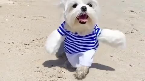 Dog funny dress