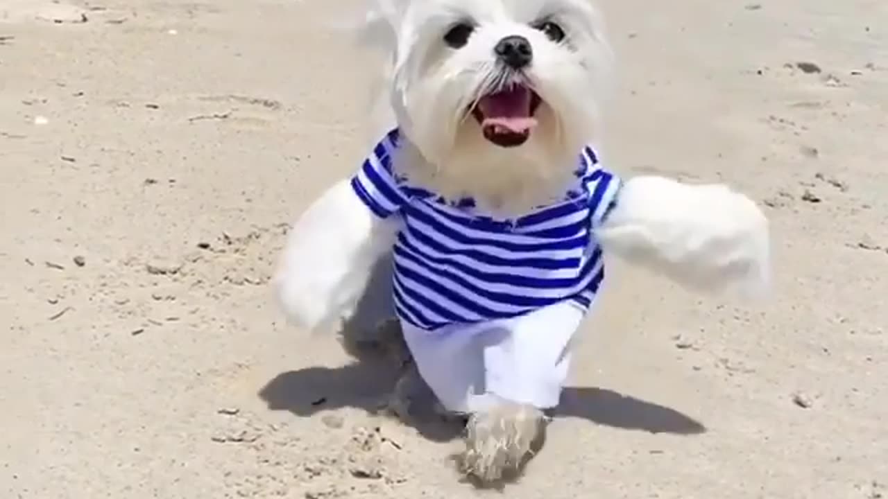 Dog funny dress