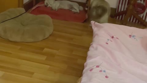 The cat who dares to touch the dog's butt will run away when he touches it