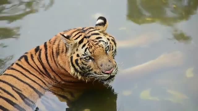 A Tiger on the water