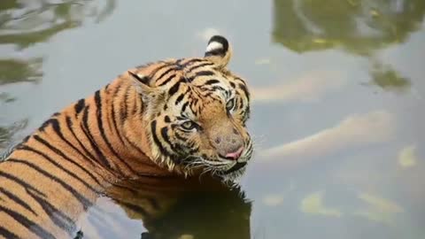 A Tiger on the water