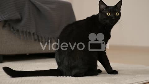 Cute Black Cat Licking Itself At Home