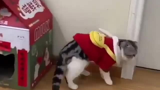 cat funny videos enjoy