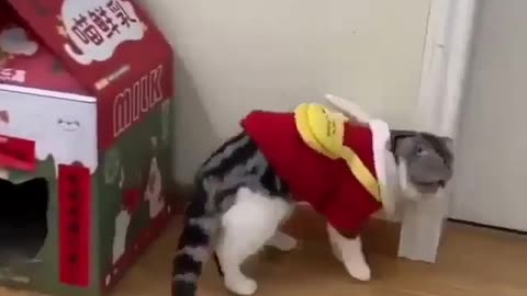 cat funny videos enjoy