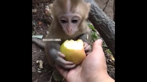 Cute baby animals Videos Compilation cute moment of the animals - Cutest Animals #34