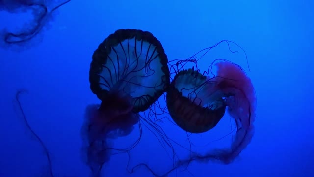 💗Jelly Fish under water animal Marine aquarium #13💗