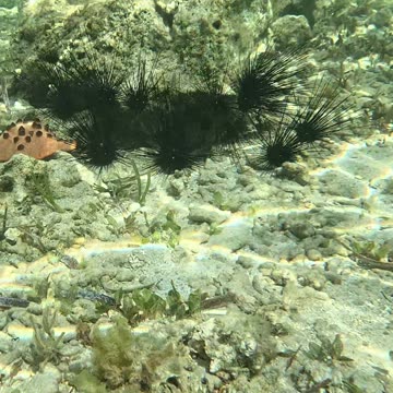 The underwater world is amazing, Sea Urchins, Starfish, and lots of playful fish
