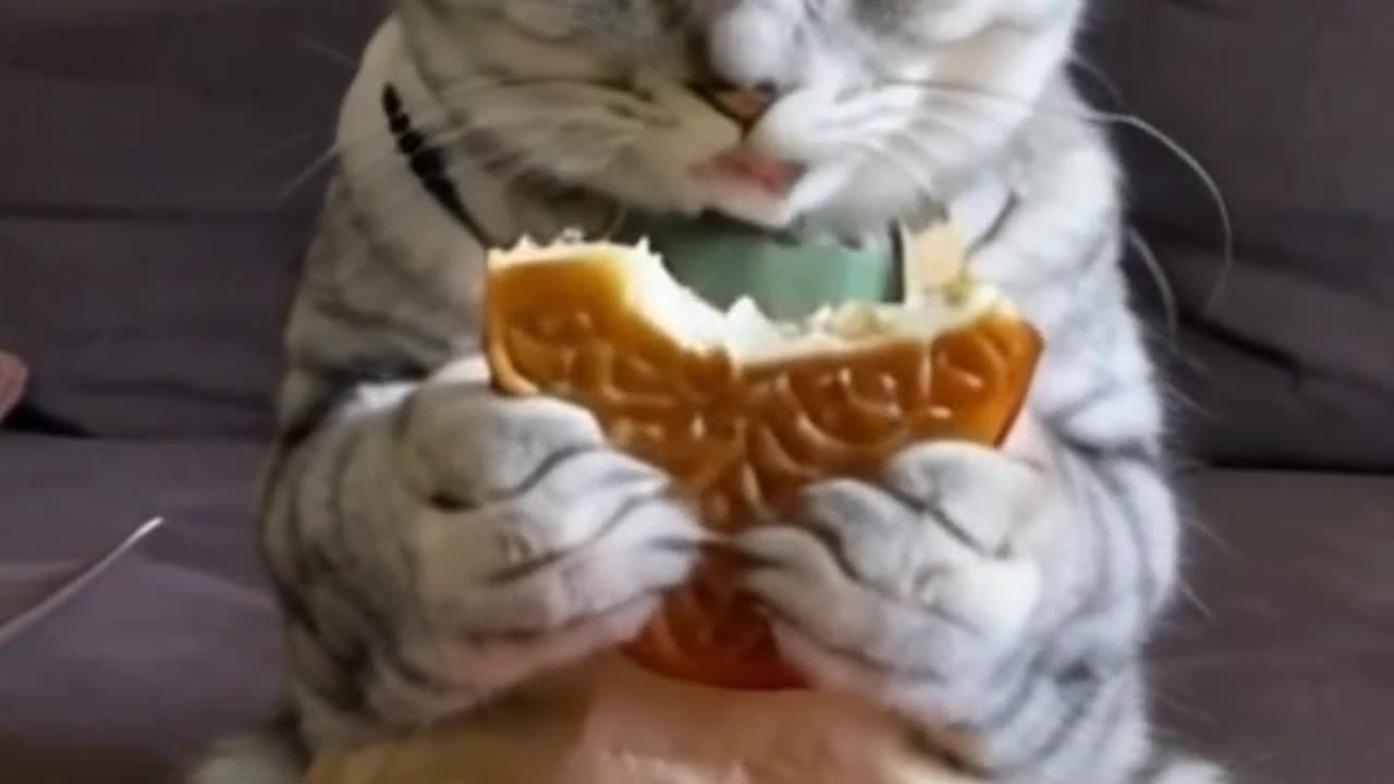 Cats' Funniest Eating Moments!