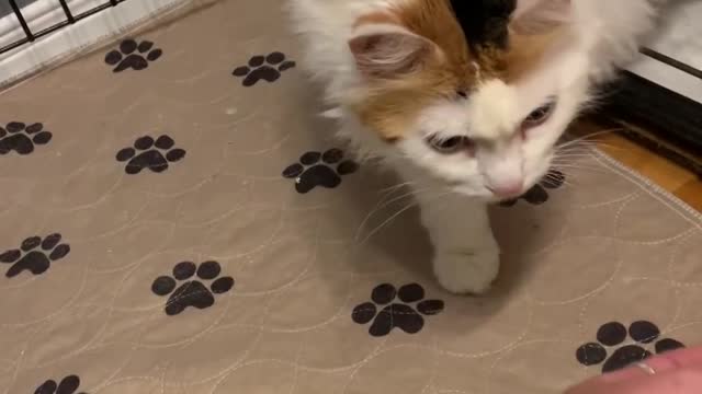 Woman Spends 3 Months Gaining The Trust Of Her New Cat