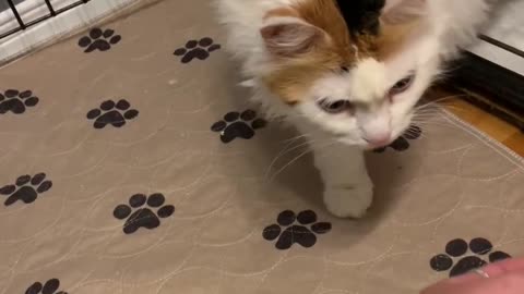 Woman Spends 3 Months Gaining The Trust Of Her New Cat