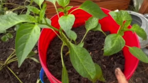Pepper Plants For The Winter