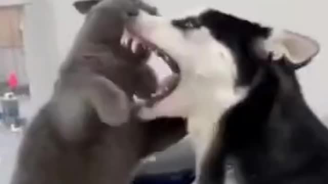 Cat vs Husky - Cute