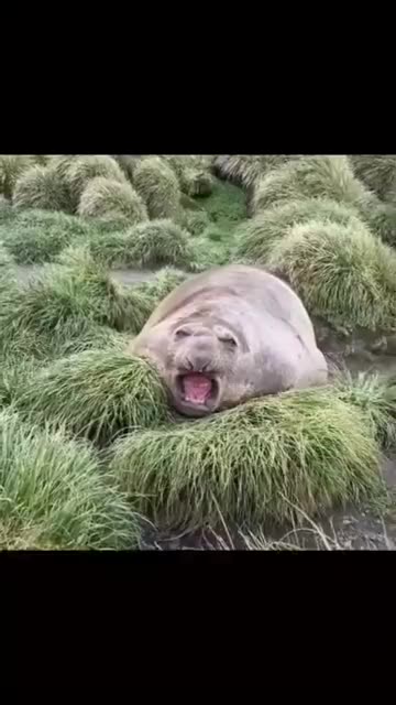 amazing animal video🐒🐕🐒