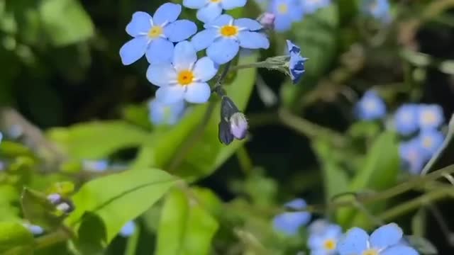 Beautiful Nature - Beautiful Flowers