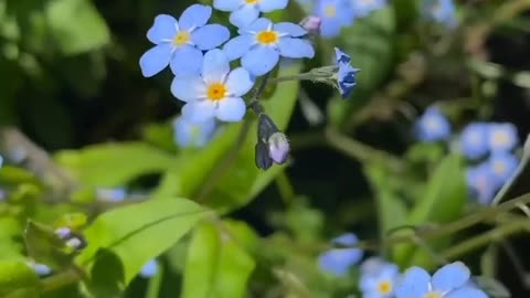 Beautiful Nature - Beautiful Flowers