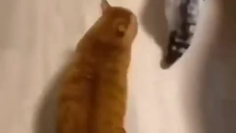 Funny Best Cat Walk #shorts