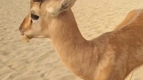 Deer in the Desert: A Unique Adaptation