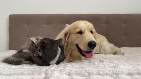 What does a Kitten do when It Finds a Golden Retriever with Another Kitten