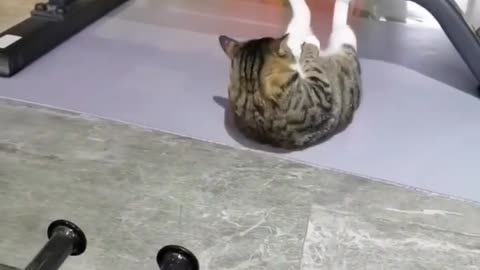 You will be surprised to see cute cat doing gym