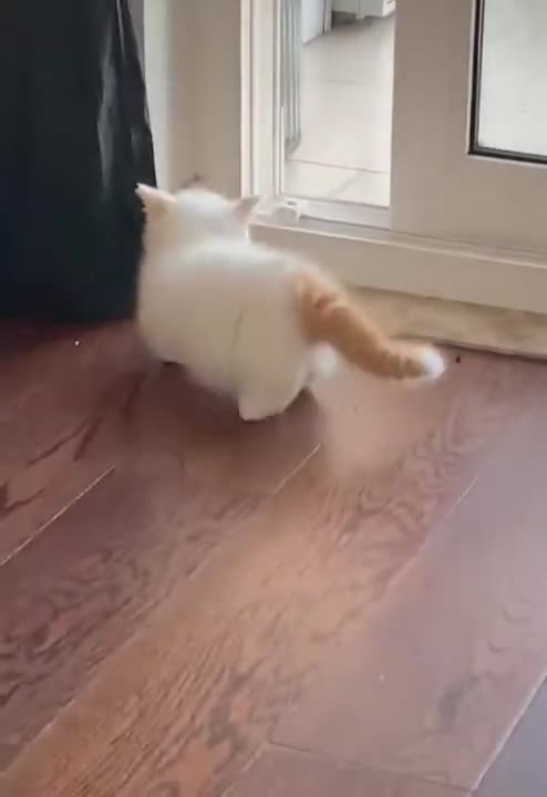 So many cute kittens videos compilation 2021