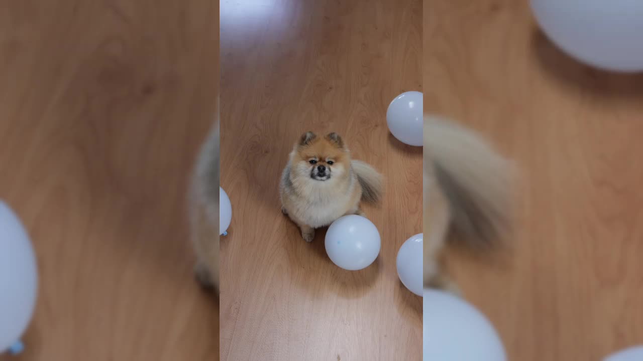 𝙁𝙪𝙣𝙣𝙮 𝘼𝙣𝙞𝙢𝙖𝙡𝙨🤣🤣