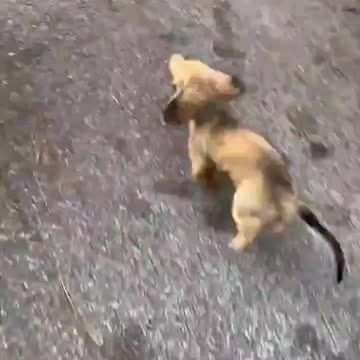 He just wants to be picked up..🐕🐾😅