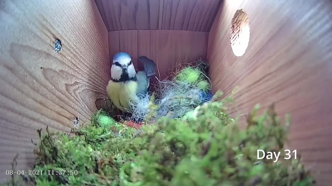 From empty nest to first egg in less than 8 minutes! - BlueTit nest box live camera highlights