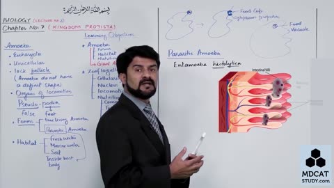 LEC#2 ANIMAL LIKE PROTISTS (AMOEBA AND ZOOFLAGELATES)