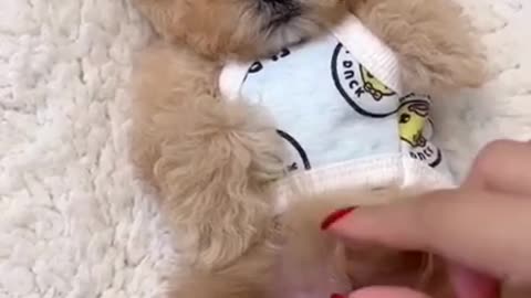 SOO CUTE - CUTE DOG