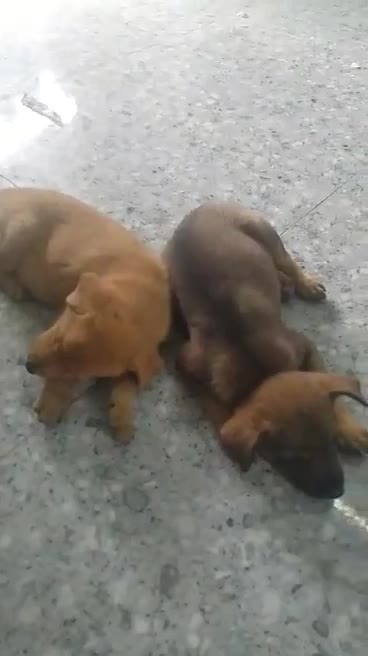 My daily joy is them